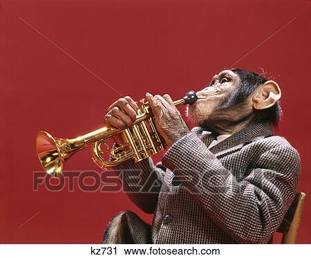1960'S 1970'S Chimpanzee Wearing Sport Jacket Playing Jazz Trumpet Musical Instrument Entertainment View Large Photo Image Stock Image - 1960'S 1970'S Chimpanzee Wearing Sport Jacket Playing Jazz Trumpet Musical Instrument Entertainment. Fotosearch