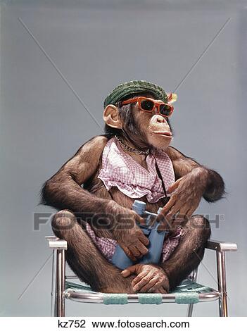 1960'S 1970'S Chimpanzee Wearing Summer Clothing And Sunglasses Sitting In Lawn Chair Holding Binoculars View Large Photo Image Stock Image - 1960'S 1970'S Chimpanzee Wearing Summer Clothing And Sunglasses Sitting In Lawn Chair Holding Binoculars. Fotosearch