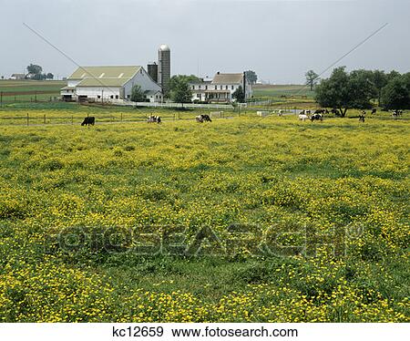 1970S 1980S 1990S Cattle In Field View Large Photo Image Stock Photo - 1970S 1980S 1990S Cattle In Field. Fotosearch