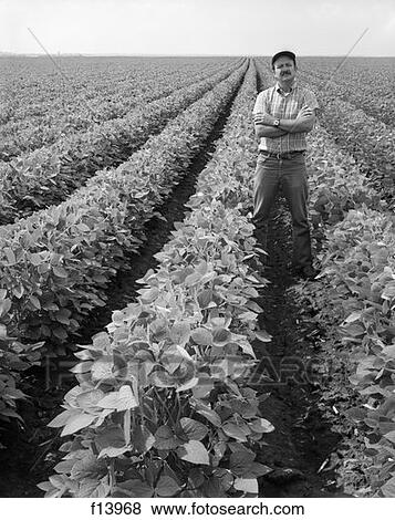 1970S Man Standing With Arms Crossed Among Rows Of Large Soybean Crop View Large Photo Image Stock Photo - 1970S Man Standing With Arms Crossed Among Rows Of Large Soybean Crop . Fotosearch