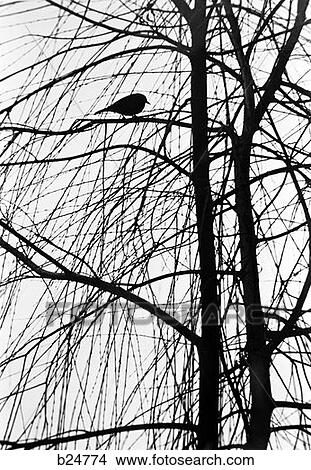 1970S Silhouette Of Bird Perched On Tree Branch View Large Photo Image Picture - 1970S Silhouette Of Bird Perched On Tree Branch . Fotosearch