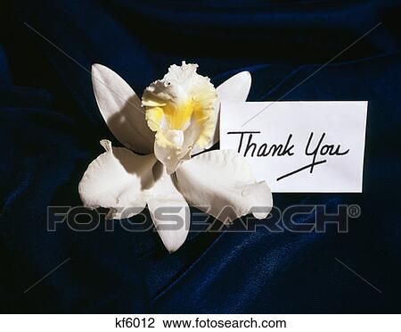 1970S White Orchid Orchids Dark Blue Velvet Background Corsage Gift Thank You Note Appreciation Courtesy Orchids Retro View Large Photo Image Stock Image - 1970S White Orchid Orchids Dark Blue Velvet Background Corsage Gift Thank You Note Appreciation Courtesy Orchids Retro. Fotosearch