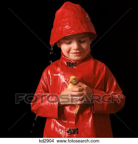 1970S Young Boy In Red Raincoat And Rain Hat Holding A Duckling View Large Photo Image Picture - 1970S Young Boy In Red Raincoat And Rain Hat Holding A Duckling. Fotosearch