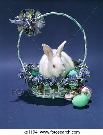 1980S White Easter Bunny Rabbit Sitting In Decorated Basket On Purple Background View Large Photo Image Picture - 1980S White Easter Bunny Rabbit Sitting In Decorated Basket On Purple Background . Fotosearch