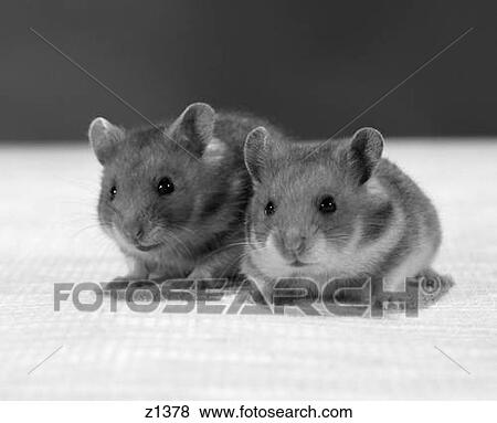 2 Hamsters Rodents Pets Studio Shot Sitting On Textured Cloth Looking At Camera Whiskers Fur View Large Photo Image Stock Photo - 2 Hamsters Rodents Pets Studio Shot Sitting On Textured Cloth Looking At Camera Whiskers Fur . Fotosearch