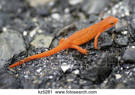 Stock Image - Acadia National Park, Maine Salamander. Fotosearch