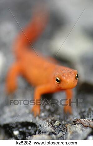 Stock Image - Acadia National Park, Maine Salamander. Fotosearch