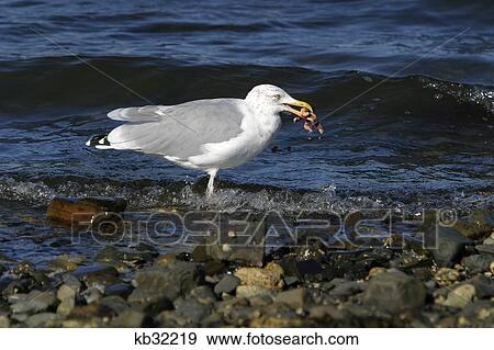 Acadia National Park, Maine Seagull With Crab In Beak View Large Photo Image Stock Photo - Acadia National Park, Maine Seagull With Crab In Beak. Fotosearch