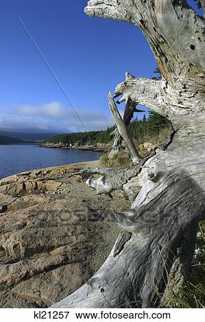 Acadia National Park, Maine View Large Photo Image Stock Photo - Acadia National Park, Maine. Fotosearch