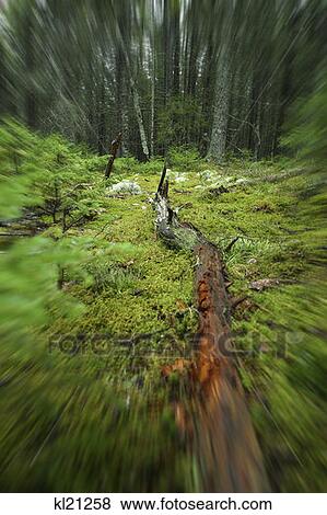 Stock Photo - Acadia National Park, Maine. Fotosearch