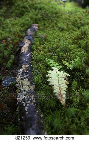 Stock Photo - Acadia National Park, Maine. Fotosearch