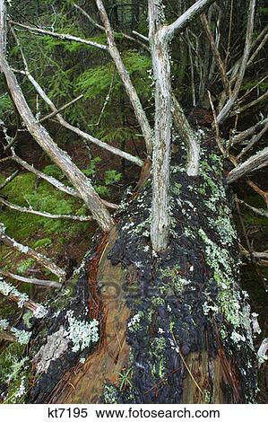 Stock Photography - Acadia National Park, Maine Tree With Moss. Fotosearch