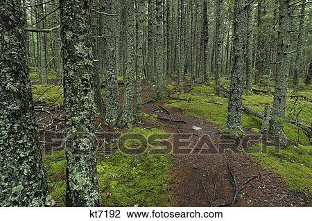 Acadia National Park, Maine Trees, Dirt Path View Large Photo Image Stock Image - Acadia National Park, Maine Trees, Dirt Path. Fotosearch