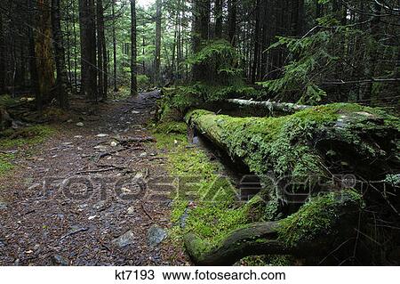 Acadia National Park, Maine Trees In Forest View Large Photo Image Stock Image - Acadia National Park, Maine Trees In Forest. Fotosearch