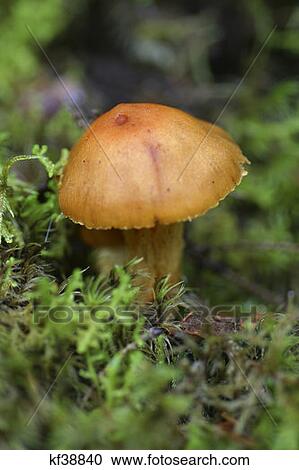 Stock Image - Acadia National Park, Maine Wild Mushroom. Fotosearch