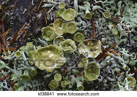 Acadia National Park, Maine Wild Mushrooms View Large Photo Image Stock Image - Acadia National Park, Maine Wild Mushrooms. Fotosearch