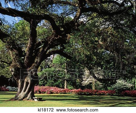 Airlie Gardens Near Wilmington North Carolina View Large Photo Image Stock Image - Airlie Gardens Near Wilmington North Carolina . Fotosearch