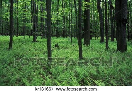 Stock Photo - Allegheny National Forest . Fotosearch