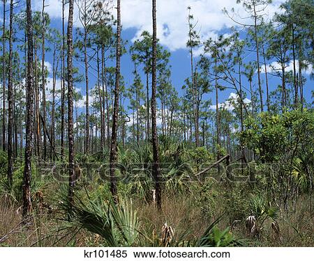 Along The Pinelands Trail Everglades National Park Florida View Large Photo Image Stock Photography - Along The Pinelands Trail Everglades National Park Florida . Fotosearch