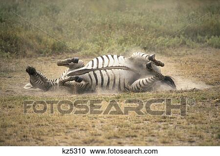 Amboseli National Park, Kenya Common Zebra Taking Dust Bath View Large Photo Image Stock Image - Amboseli National Park, Kenya Common Zebra Taking Dust Bath. Fotosearch