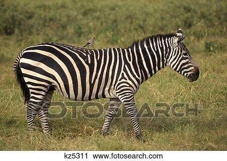 Amboseli National Park, Kenya Common Zebra View Large Photo Image Stock Image - Amboseli National Park, Kenya Common Zebra. Fotosearch