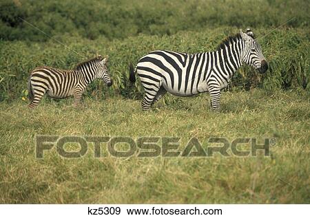 Stock Photo - Amboseli National Park, Kenya Common Zebra With Foul. Fotosearch