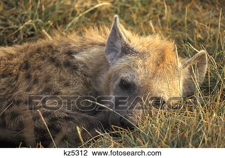Stock Image - Amboseli National Park, Kenya Spotted Hyena Resting. Fotosearch