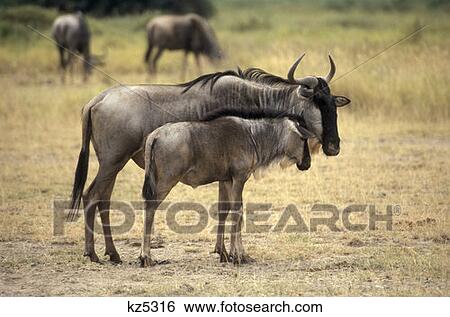 Amboseli National Park, Kenya Wildebeest With Calf View Large Photo Image Stock Photograph - Amboseli National Park, Kenya Wildebeest With Calf. Fotosearch