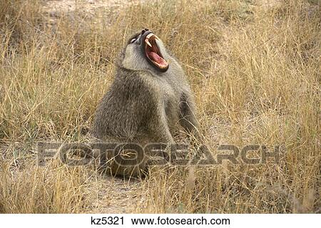Amboseli National Park, Kenya Yellow Baboon Yawning View Large Photo Image Stock Image - Amboseli National Park, Kenya Yellow Baboon Yawning. Fotosearch