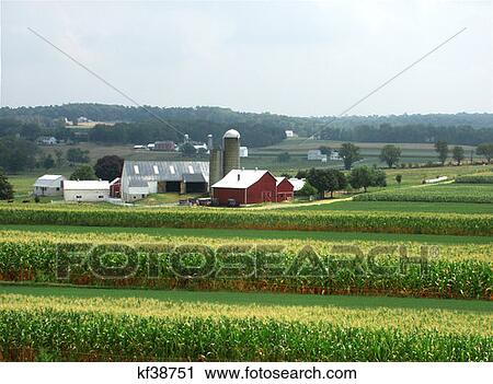 Amish Farm And Corn Field Lancaster Pa View Large Photo Image Stock Image - Amish Farm And Corn Field Lancaster Pa . Fotosearch