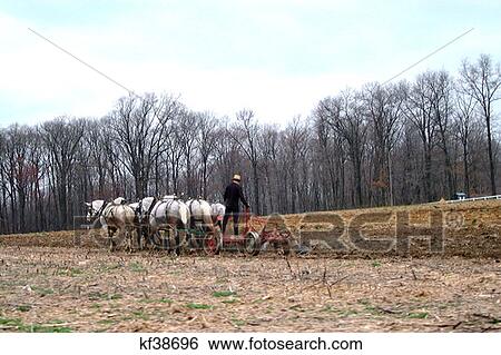 Amish Farmer Plowing Field With Four Horse Team Intercourse Pa View Large Photo Image Stock Photograph - Amish Farmer Plowing Field With Four Horse Team Intercourse Pa . Fotosearch