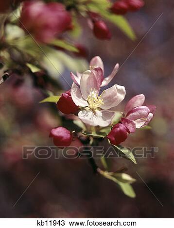 Apple Blossoms View Large Photo Image Stock Image - Apple Blossoms. Fotosearch