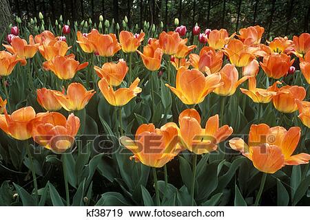 Apricot Tulips Close Up Pella Ia View Large Photo Image Stock Photo - Apricot Tulips Close Up Pella Ia . Fotosearch