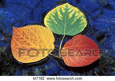 Stock Image - Aspen Leaves In Fall Color On Rush Creek June Lake, California. Fotosearch