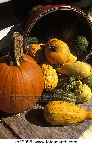 Stock Photograph - Autumn Harvest Display Pumpkins And Gourds Massachusetts . Fotosearch