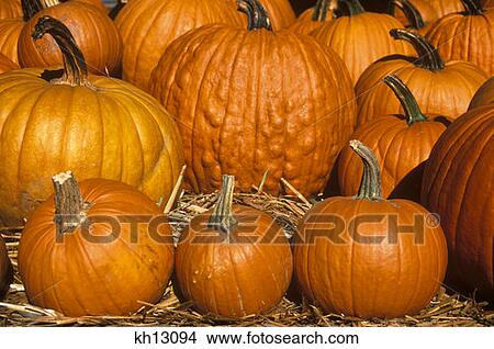 Autumn Harvest Display Pumpkins Vermont View Large Photo Image Picture - Autumn Harvest Display Pumpkins Vermont . Fotosearch