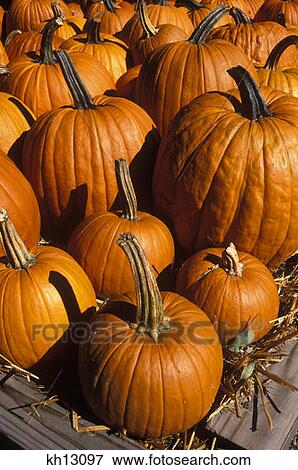 Autumn Harvest Display Pumpkins Vermont View Large Photo Image Stock Photo - Autumn Harvest Display Pumpkins Vermont . Fotosearch