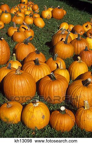 Stock Photo - Autumn Harvest Display Pumpkins Vermont . Fotosearch