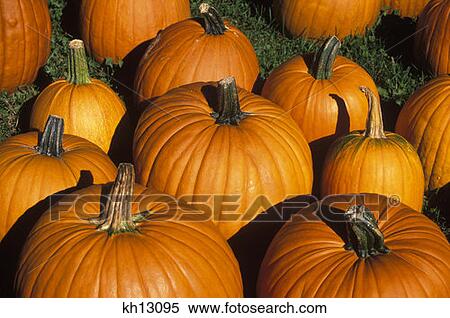 Autumn Harvest Display Pumpkins Vermont View Large Photo Image Stock Photography - Autumn Harvest Display Pumpkins Vermont . Fotosearch
