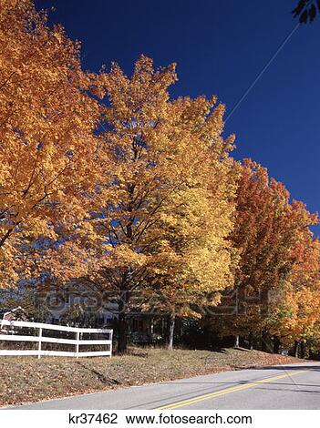Autumn Scenic Vertical Road Yellow Gold Trees Foliage Fall Kearsarge New Hampshire View Large Photo Image Stock Image - Autumn Scenic Vertical Road Yellow Gold Trees Foliage Fall Kearsarge New Hampshire. Fotosearch