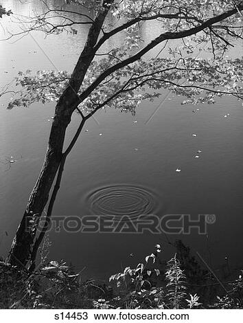 Stock Image - Autumn Tree By Bank Of Pond Concentric Circles In The Water Ripple Effect Nature Leaves . Fotosearch