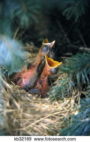 Stock Photo - Baby Birds In Nest Waiting To Be Fed. Fotosearch