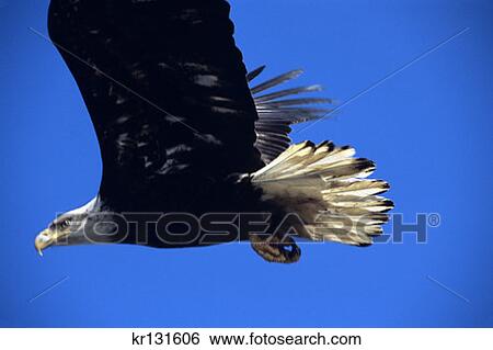 Bald Eagle Haliaeetus Leucocephalus In Flight Unalaska Alaksa View Large Photo Image Stock Photograph - Bald Eagle Haliaeetus Leucocephalus In Flight Unalaska Alaksa. Fotosearch