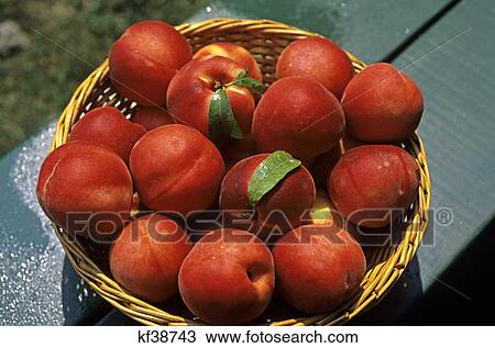 Basket Of Ripe Peaches View Large Photo Image Stock Image - Basket Of Ripe Peaches . Fotosearch