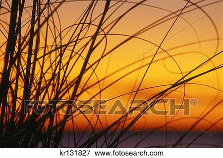 Stock Photo - Beach Grass Sunset Bowmans Beach Park . Fotosearch
