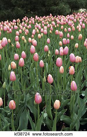 Bed Of Pink Tulips Scholte Garden Pella Ia View Large Photo Image Picture - Bed Of Pink Tulips Scholte Garden Pella Ia . Fotosearch