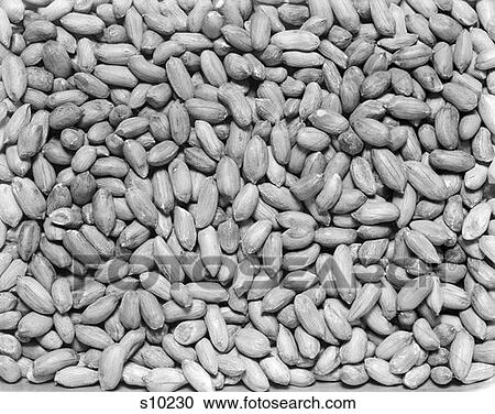 Beech Nut Retro View Large Photo Image Stock Image - Beech Nut Retro. Fotosearch