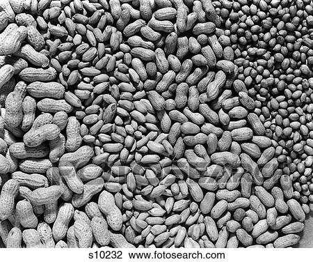 Beech Nuts Retro View Large Photo Image Stock Image - Beech Nuts Retro. Fotosearch