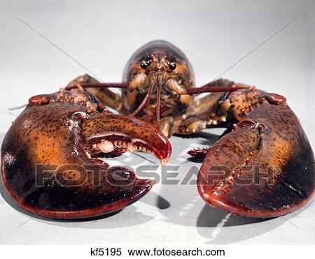 Big Lobster Head On Seafood Fish Red Claws Crustacean Exoskeleton View Large Photo Image Stock Photography - Big Lobster Head On Seafood Fish Red Claws Crustacean Exoskeleton. Fotosearch