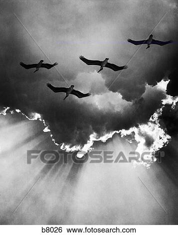 Birds In Sky Flying Clouds Retro View Large Photo Image Stock Photograph - Birds In Sky Flying Clouds Retro. Fotosearch